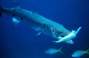Watch A Barracuda Turn Into A Torpedo And Blindside A Shark Picture