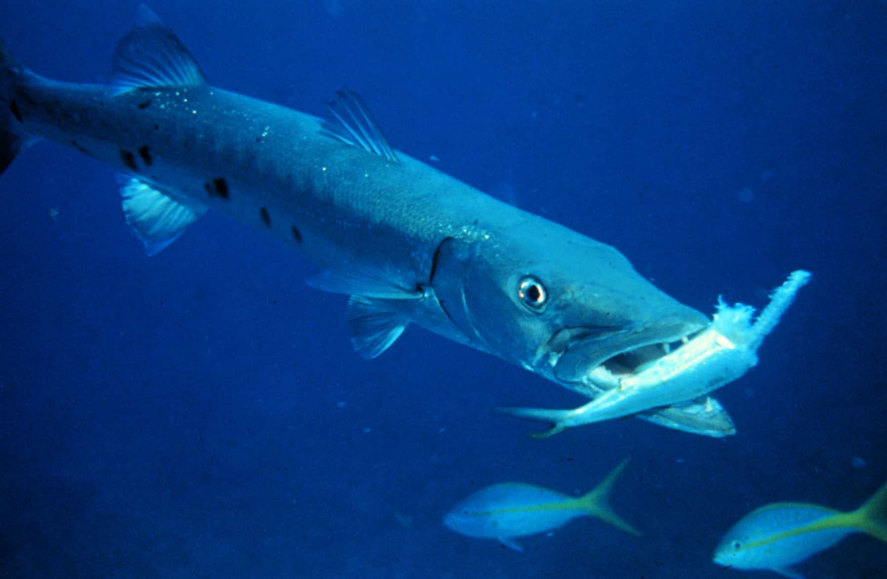 Barracuda with prey
