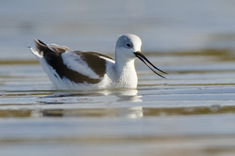 American Avocet (Recurvirostra americana) in Morro Bay, CA at extreme high tide which forced birds to the shore, 24 Dec 2007 24dec2007 https://commons.wikimedia.org/wiki/File:American_Avocet_winter_plumage.jpg?uselang=en