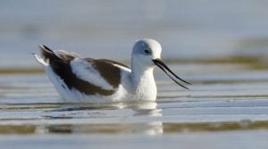 American Avocet (Recurvirostra americana) in Morro Bay, CA at extreme high tide which forced birds to the shore, 24 Dec 2007 24dec2007 https://commons.wikimedia.org/wiki/File:American_Avocet_winter_plumage.jpg?uselang=en