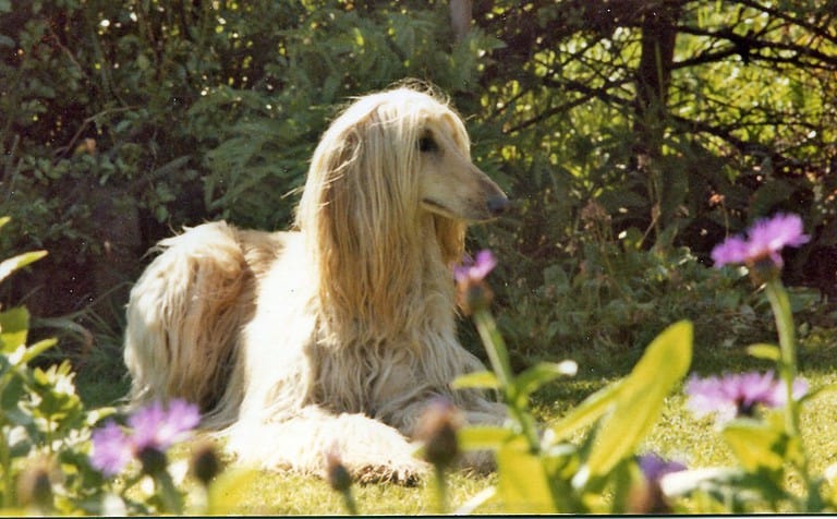 Afghan Hound laying outside in the shade. afghan hounds