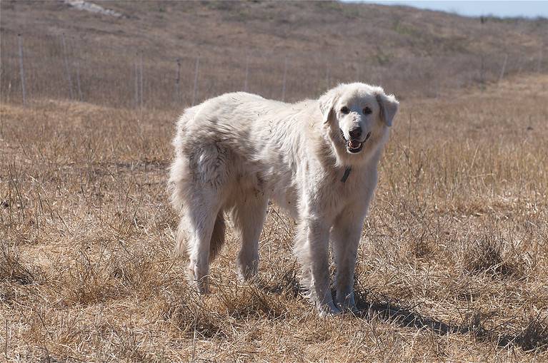 Akbash dogs are natives to turkey and are imported to the United States