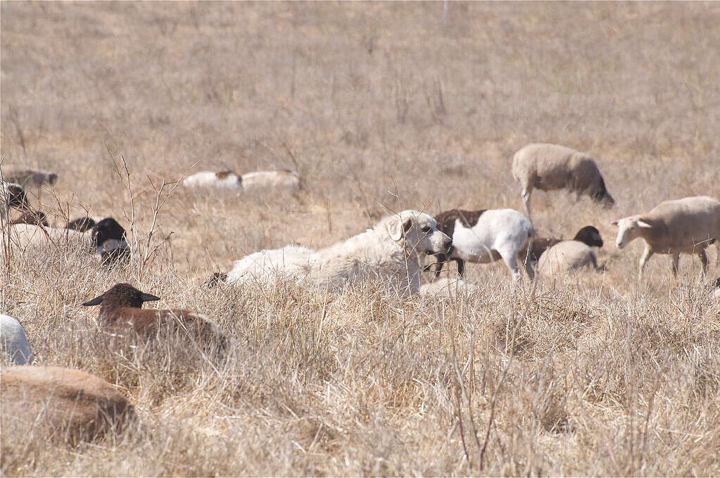 https://commons.wikimedia.org/wiki/File:Akbash_dog_on_guard.jpg?uselang=en Akbash dogs Blend in NOT WISE to try to pet these dogs as they look very mild mannered, but they do their job. Cool dogs!
