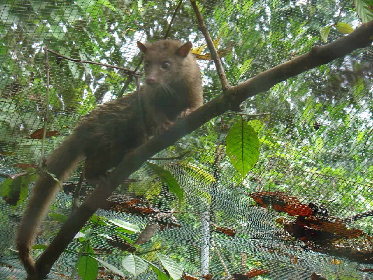Asian Palm Civet Paradoxurus hermaphroditus