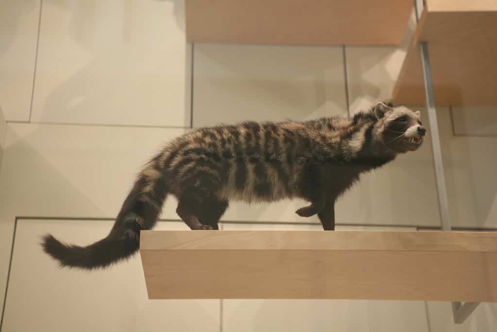 The African civet, native to the savannas and forests of central and southern Africa, has short, dense fur that is a grayish color, with black spots arranged in rows along their bodies.