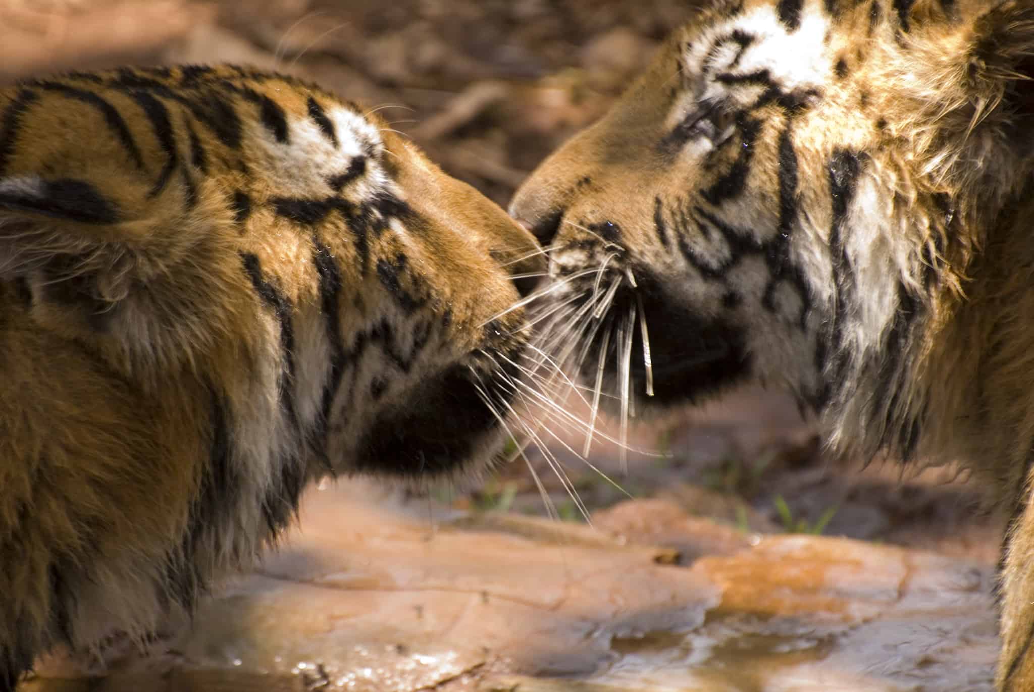 Two Bengal tigers, Karnataka, India