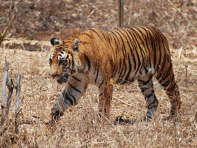 A Panthera Tigris Tigris