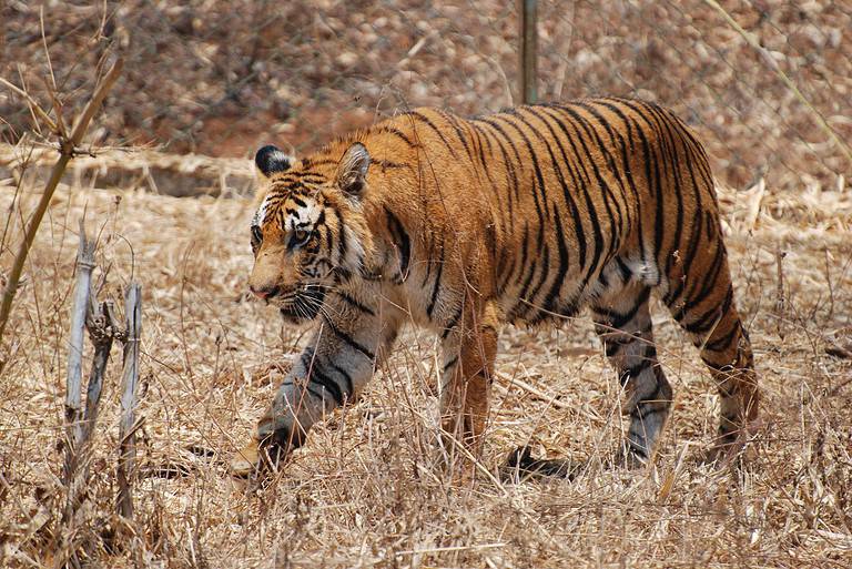 https://commons.wikimedia.org/wiki/File:Bengal_Tiger_Karnataka.jpg?uselang=en Bengal Tiger in Karnataka, India