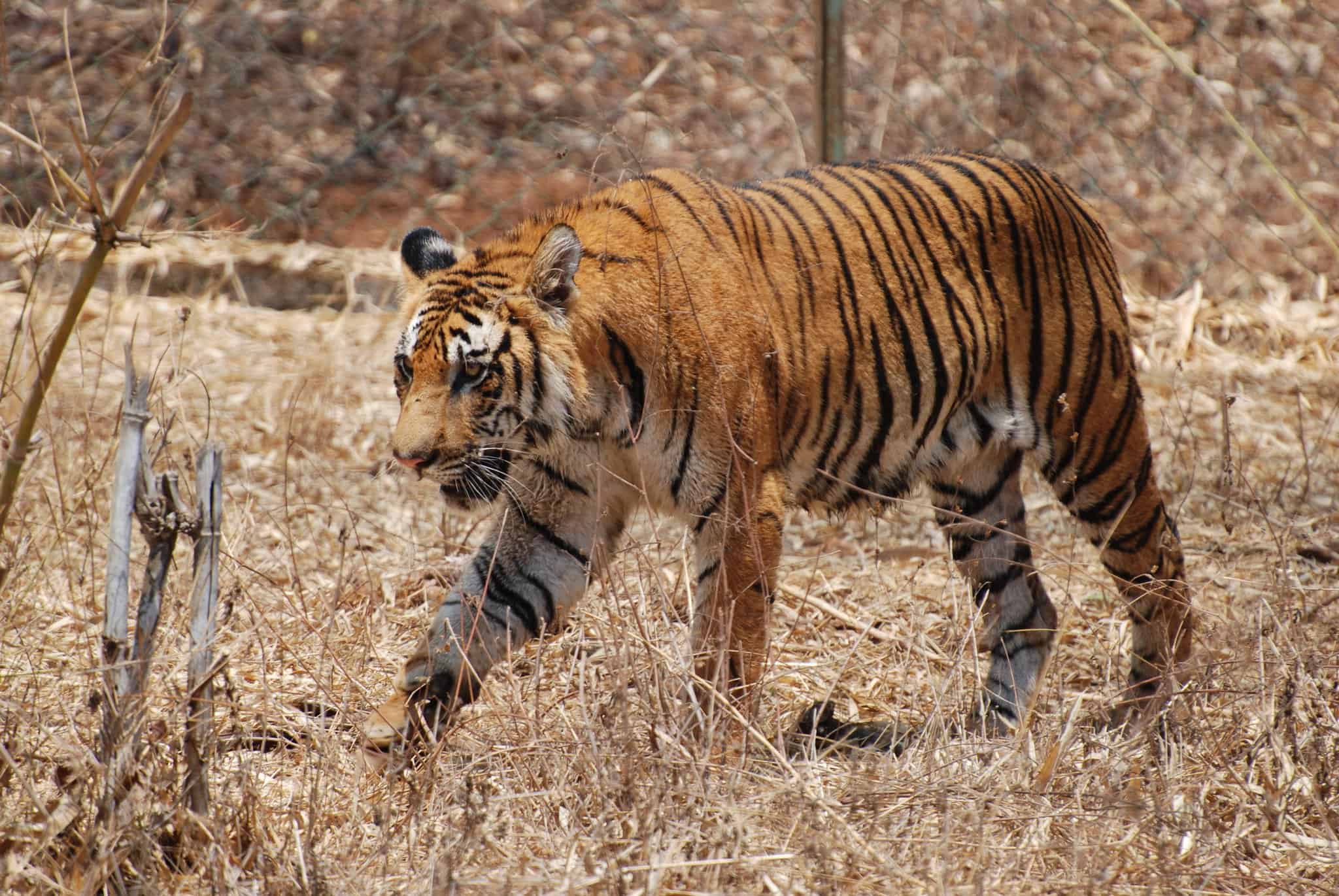 Bengal Tiger in Karnataka, India