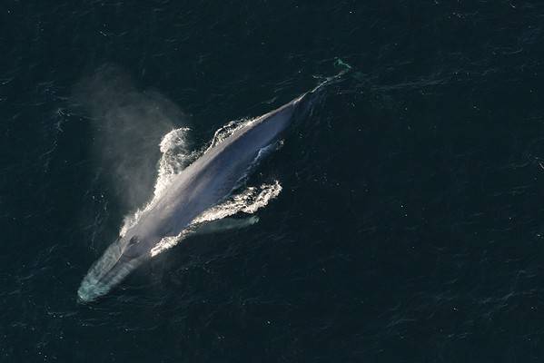 How Long Can Whales Hold Their Breath? - A-Z Animals
