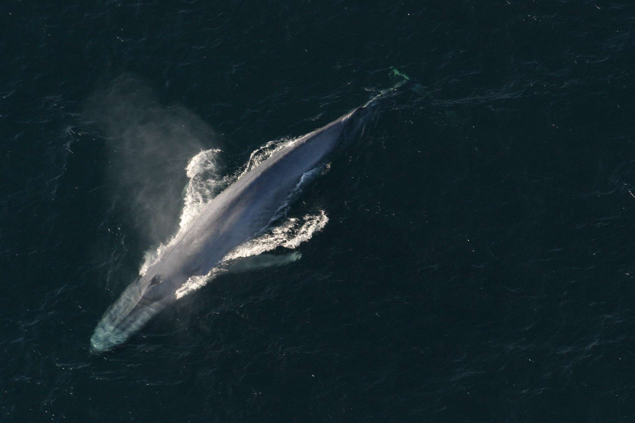 An aerial shot of a Blue Whale.