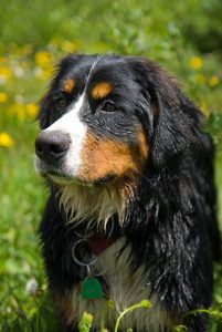 St. Bernard vs. Bernese Mountain Dog: What Are 8 Key Differences? Picture