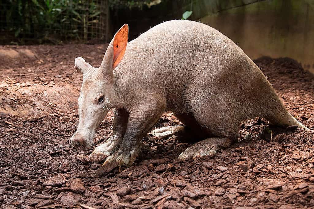 Aardvark Animal Pictures A Z Animals Aardvark Animal Pictures A Z Animals