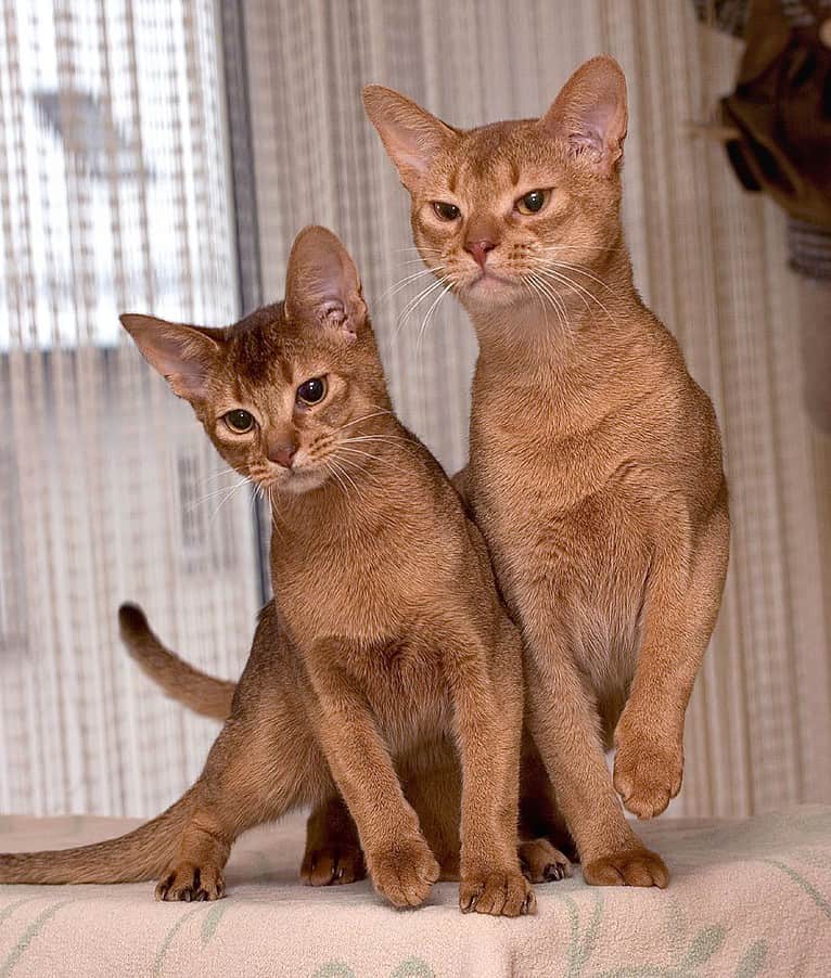 Abyssinian cats. «We're brother cats. We fight a little.»