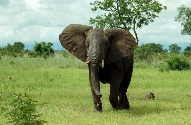 African Bush Elephant in Mikumi National Park, Tanzania