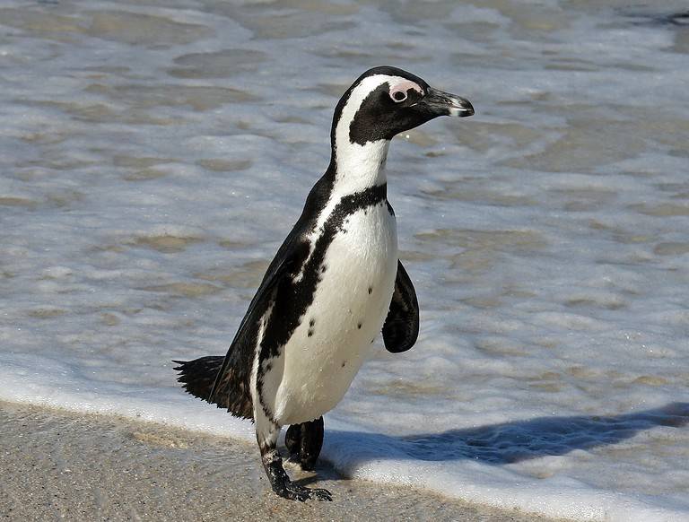 African_Penguin (Spheniscus demersus) at De Hoop Nature Reserve, South Africa