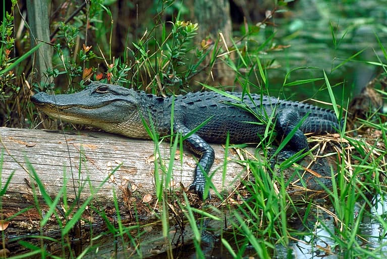 A young alligator sunning itself in the Okefenokee Swamp, Georgia, USA