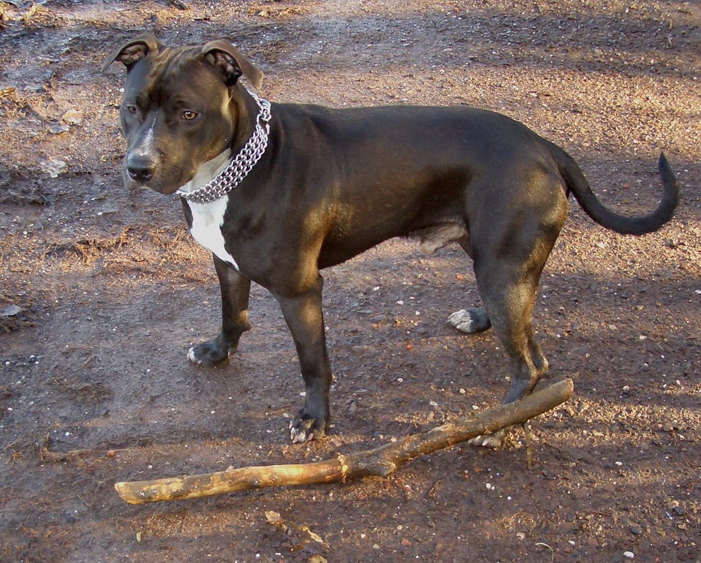 American Staffordshire Terrier