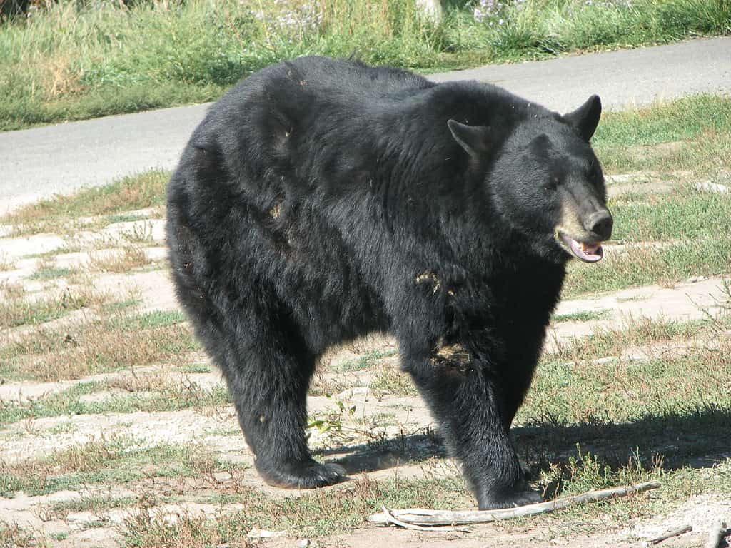 American Black Bear in Yellowstone Bear World, Idaho