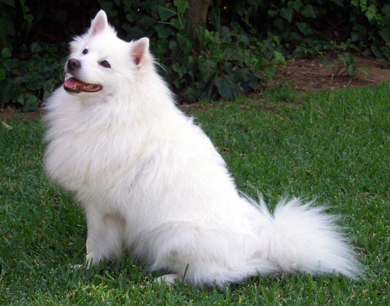 picture of an American Eskimo Dog