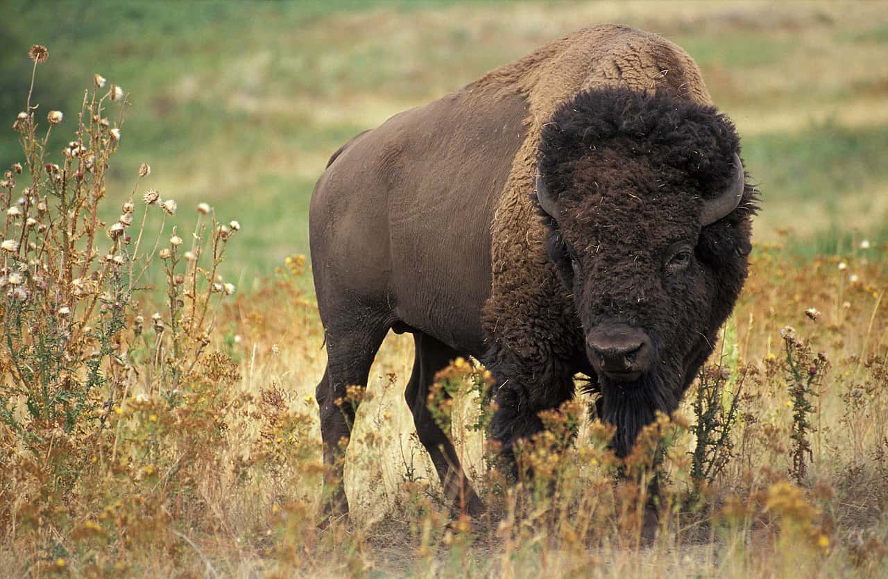 The American bison (bison bison) is the largest animal in Oregon.