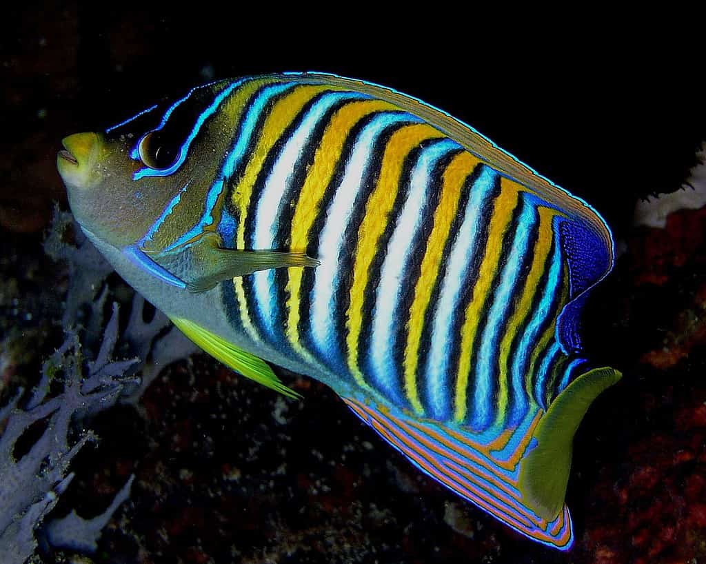 Angelfish, Pygoplites diacanthus