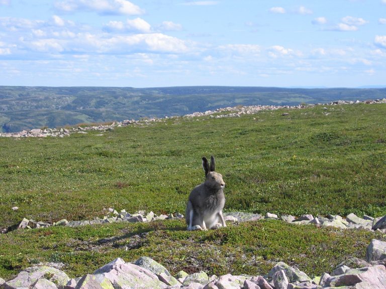 An arctic hare (Lepus arcticus) in Gros Morne national park