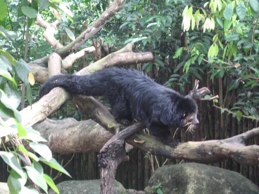 A binturong (Arctictis binturong) at the Singapore Zoo.