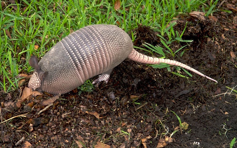 Armadillo searching for food. This photo was taken on the Destrehan Plantation in Louisiana.