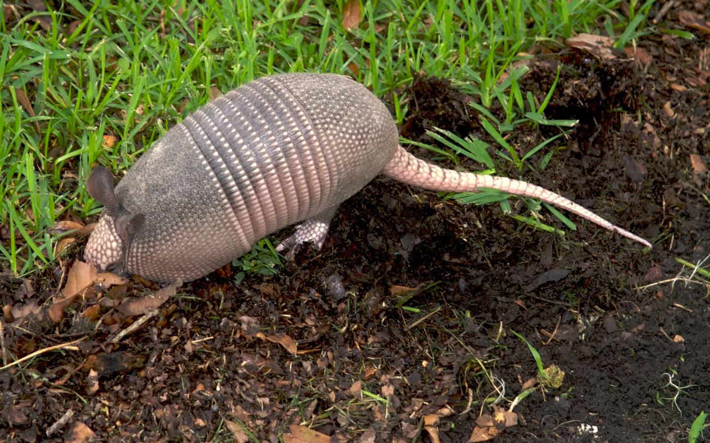 Armadillo with a long, pink tail walking on a dirt path