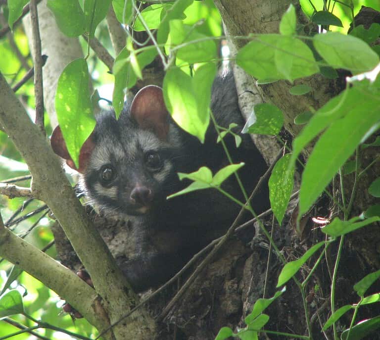 Asian Palm Civet or Common Palm civet over a tree. From Kerala, India