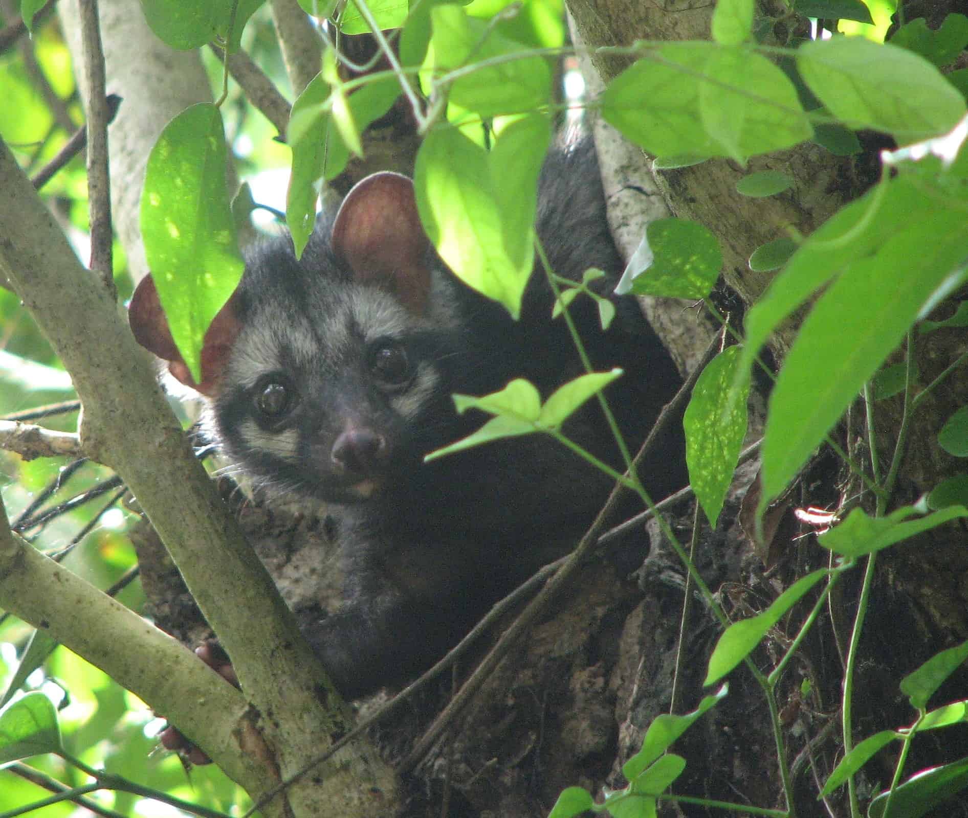 Asian Palm Civet in a tree. From Kerala, India