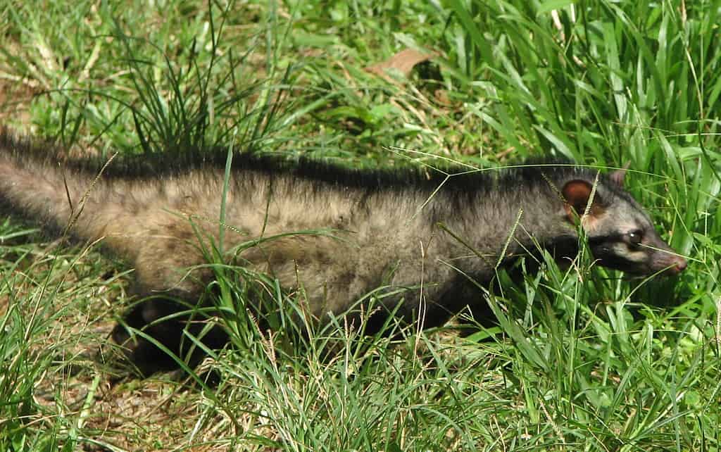 Asian Palm Civet or Common Palm Civet Walking