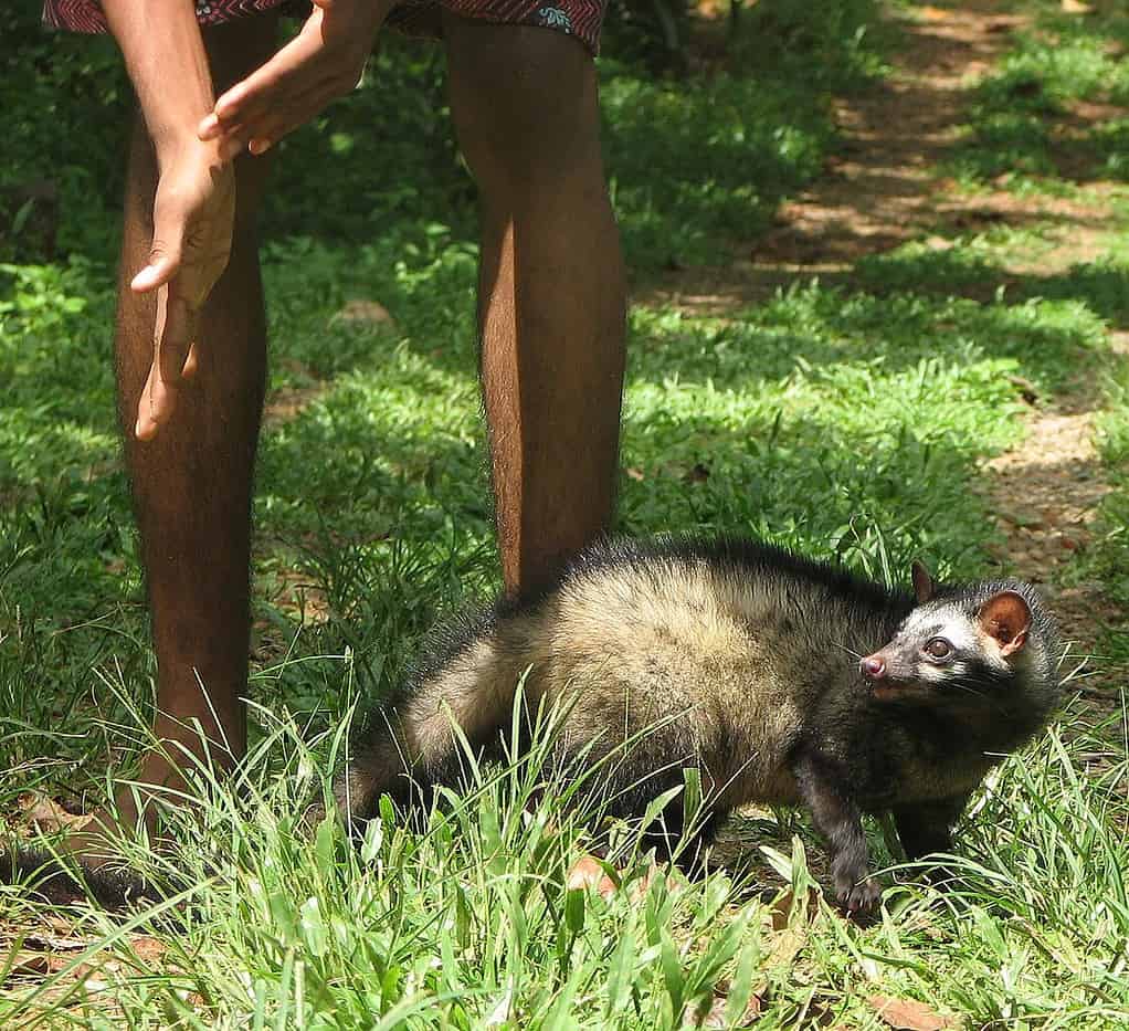 Asian Palm civet or Common Palm civet With Humans.