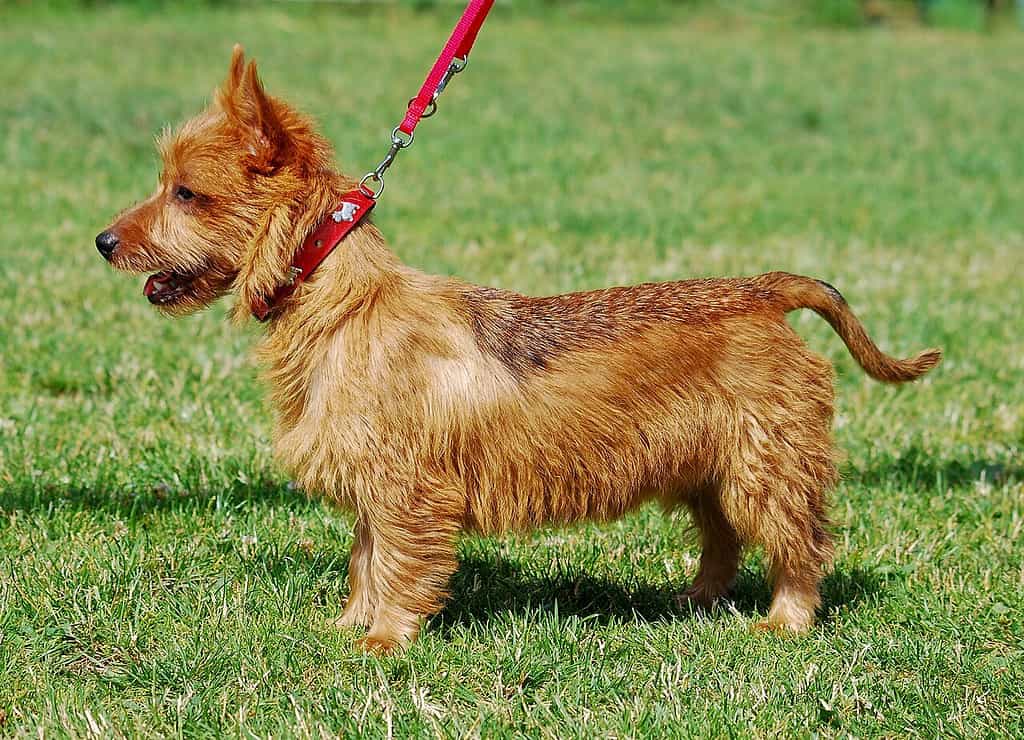 Australian Terrier XXXIII dogs show in Ustroń, Poland