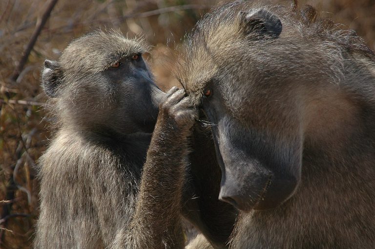 Deutsch: Baboons fotografiert im Krügerpark