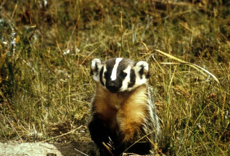 An American badger