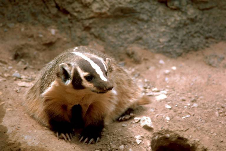 Image title: Badger animal high resolution