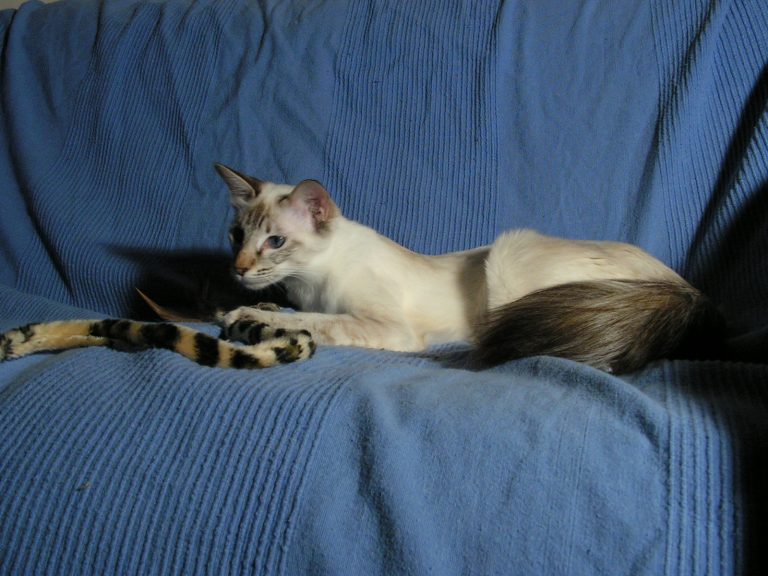 balinese cat (female)