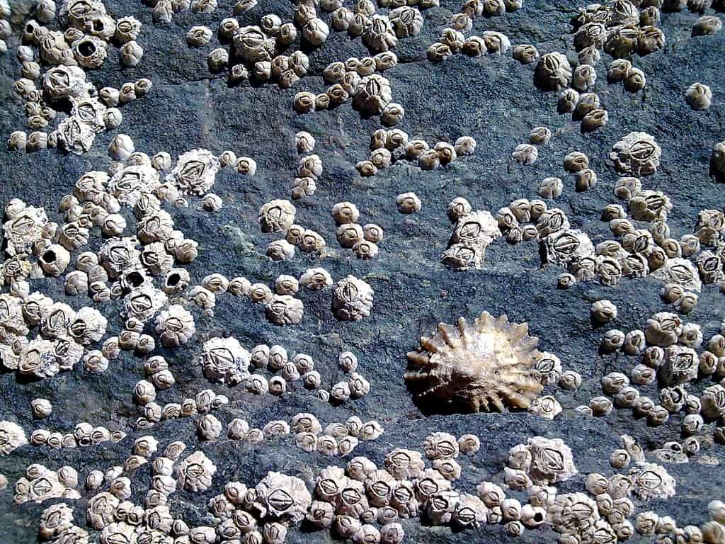 Barnacles and a en:limpet on a rock, taken on a en:rocky beach on en:Holy Island, en:Wales.