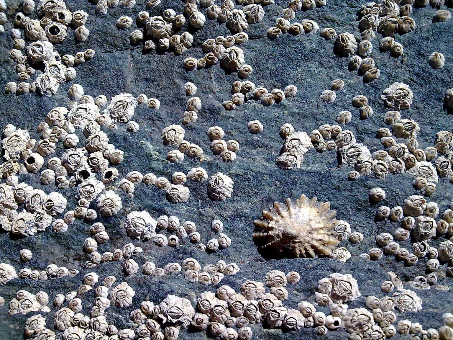 Barnacle Animal Pictures | A-Z Animals