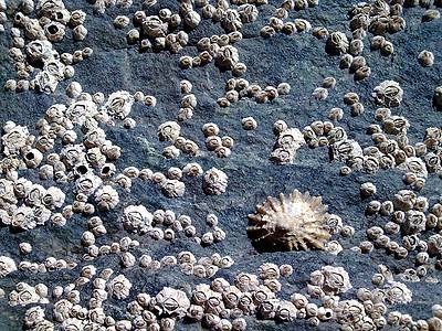 Extinct Barnacles Barnacle Animal Pictures | A-Z Animals