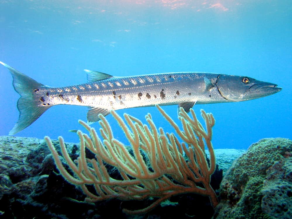 Barracuda hovering in the strong current at the Paradise Reef, Cozumel