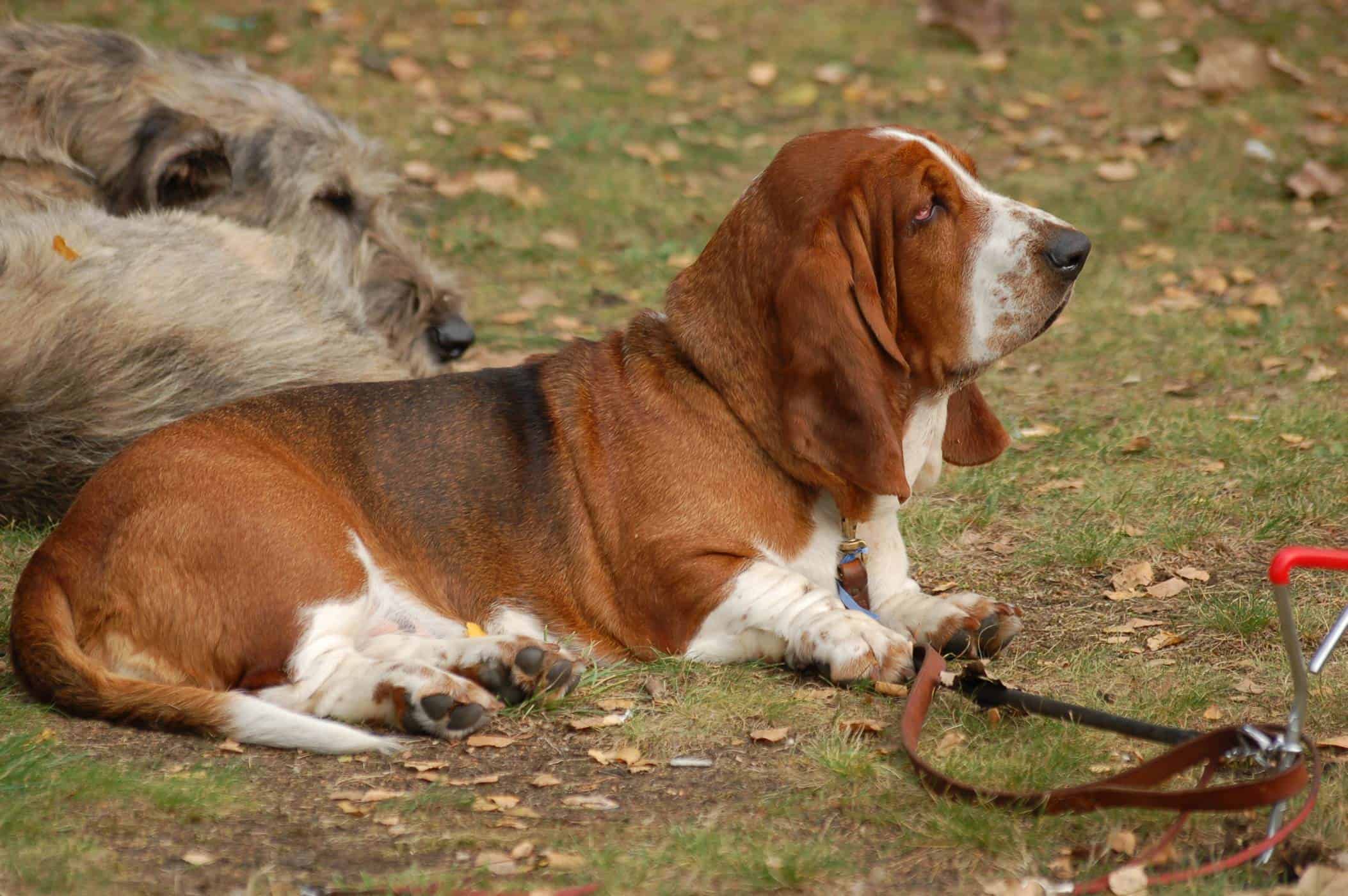 Basset hounds usually calm down between two to three years of age.