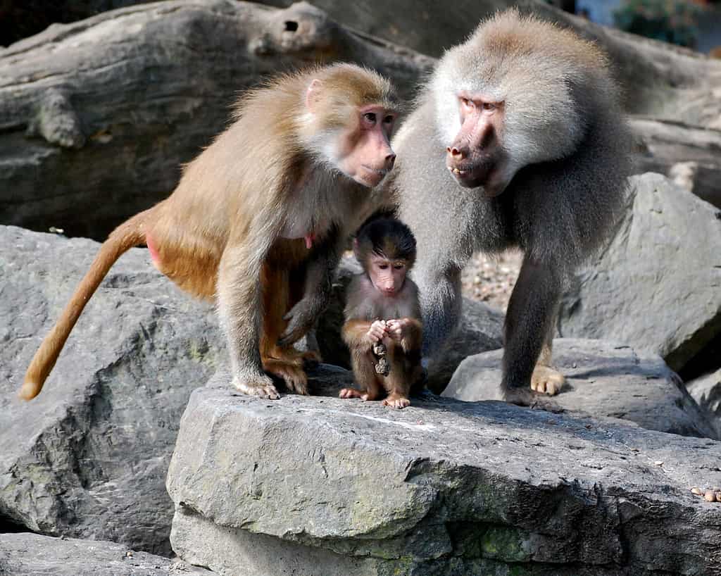 Bavianenfamilie te Dierenpark Emmen