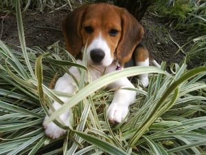 See 17 Rare And Unique Beagle Colors Picture