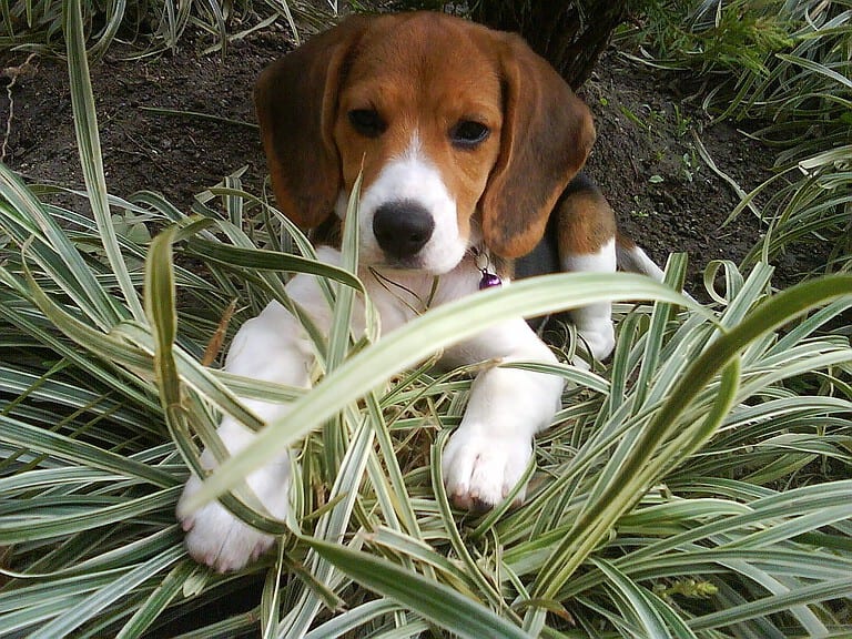 Español: Beagle cachorro