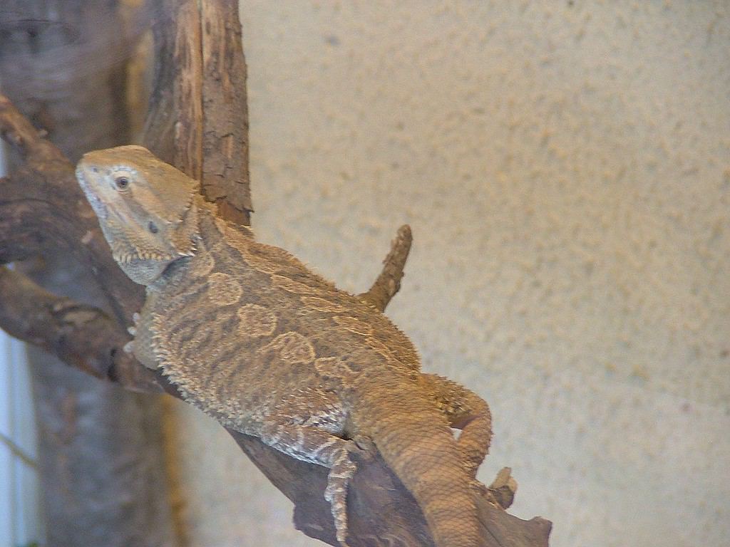 A Bearded Dragon (Pogona) in the Australian section of the Jerusalem Biblical Zoo.