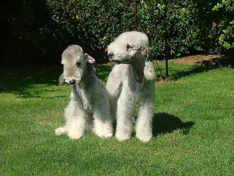 Français : Deux Bedlington Terriers en juillet 2009.