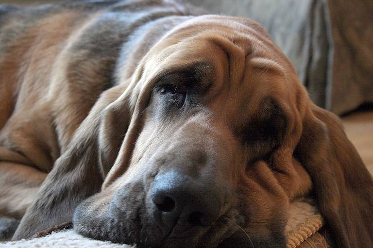 Sleepy bloodhound